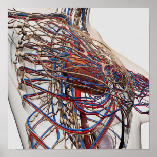 Medizinische Illustration der weiblichen Poster