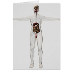 Medizinische Illustration des männlichen