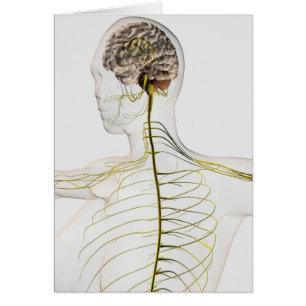 Medizinische Illustration des menschlichen