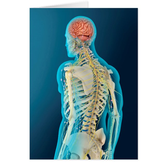 Medizinische Illustration des menschlichen Gehirns (Vorne)