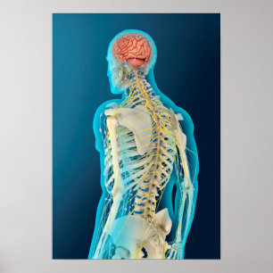 Medizinische Illustration des menschlichen Gehirns Poster