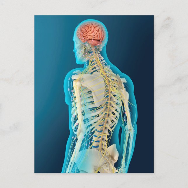 Medizinische Illustration des menschlichen Gehirns Postkarte (Vorderseite)