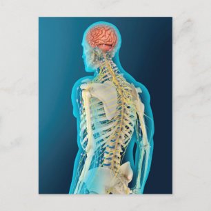Medizinische Illustration des menschlichen Gehirns Postkarte