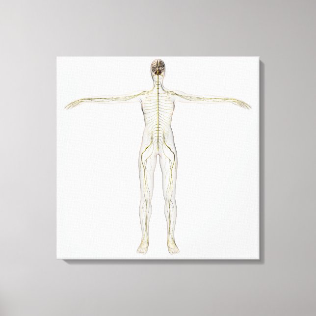 Medizinische Illustration des menschlichen Nervens Leinwanddruck (Vorderseite)