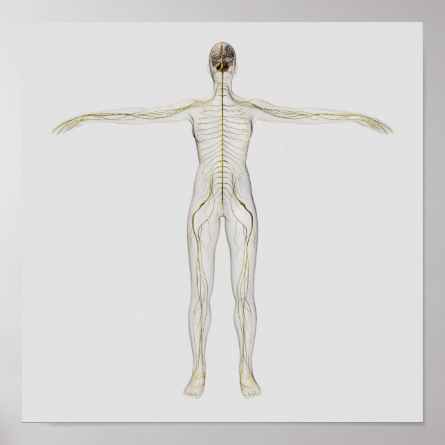 Medizinische Illustration des menschlichen Nervens Poster (Vorne)