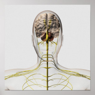 Medizinische Illustration des menschlichen Nervens Poster