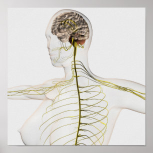 Medizinische Illustration des menschlichen Nervens Poster