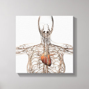 Medizinische Illustration des weiblichen Leinwanddruck