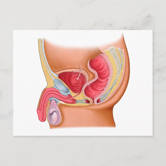 Medizinische Illustration eines rektourethralen Fi Postkarte (Vorderseite)