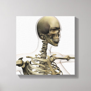 Medizinische Illustration eines Schädels der Leinwanddruck