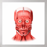 Medizinische Illustration männlicher Gesichtsmuske