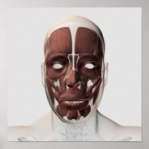 Medizinische Illustration männlicher Gesichtsmuske Poster