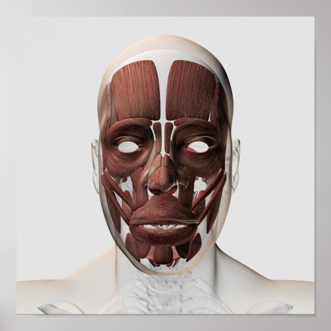 Medizinische Illustration männlicher Gesichtsmuske Poster (Vorne)