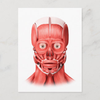Medizinische Illustration männlicher Gesichtsmuske Postkarte