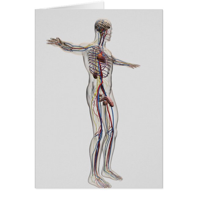 Medizinische Illustration: Männliches Reproduktion (Vorne)