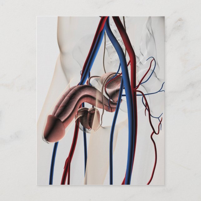 Medizinische Illustration: Männliches Reproduktion Postkarte (Vorderseite)