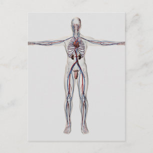 Medizinische Illustration: Männliches Reproduktion Postkarte