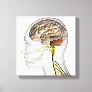 Medizinische Illustration menschlichen Leinwanddruck