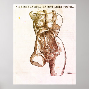 Medizinische Illustration Poster