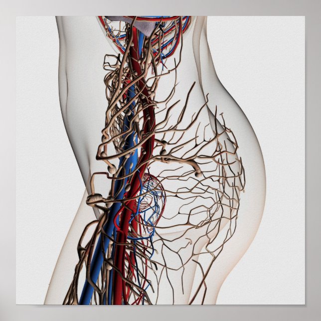 Medizinische Illustration von Artikeln 2 Poster (Vorne)