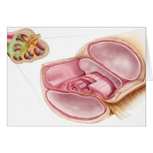Medizinische Illustration von Endolymph
