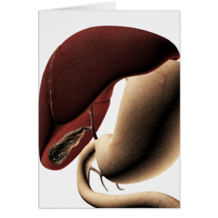 Medizinische Illustration von Leber und Magengesch