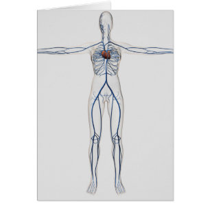 Medizinische Illustration: Weibliches