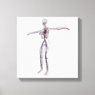 Medizinische Illustration: Weibliches Kreislaufsys Leinwanddruck
