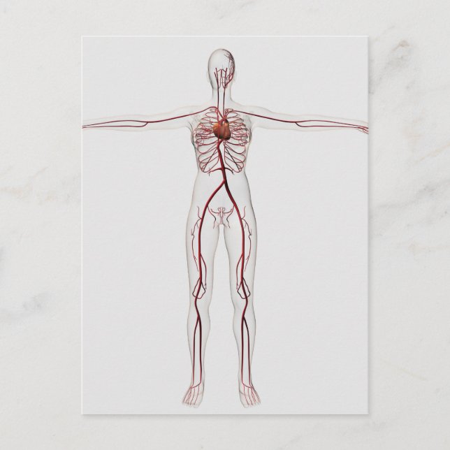 Medizinische Illustration: Weibliches Kreislaufsys Postkarte (Vorderseite)