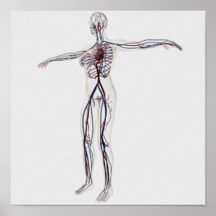 Medizinische Illustration: Weibliches Poster