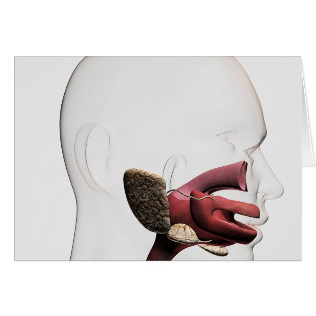 Medizinische Veranschaulichung des menschlichen Ve (Vorderseite (Horizontal))