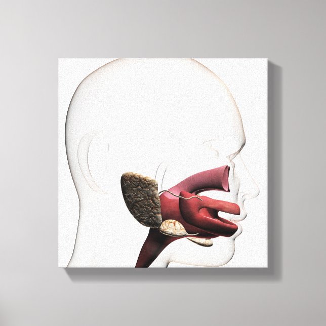 Medizinische Veranschaulichung des menschlichen Ve Leinwanddruck (Vorderseite)