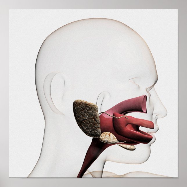 Medizinische Veranschaulichung des menschlichen Ve Poster (Vorne)