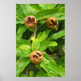 MEDLAR OBST POSTER