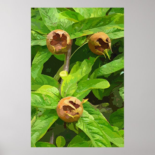 MEDLAR OBST POSTER (Vorne)