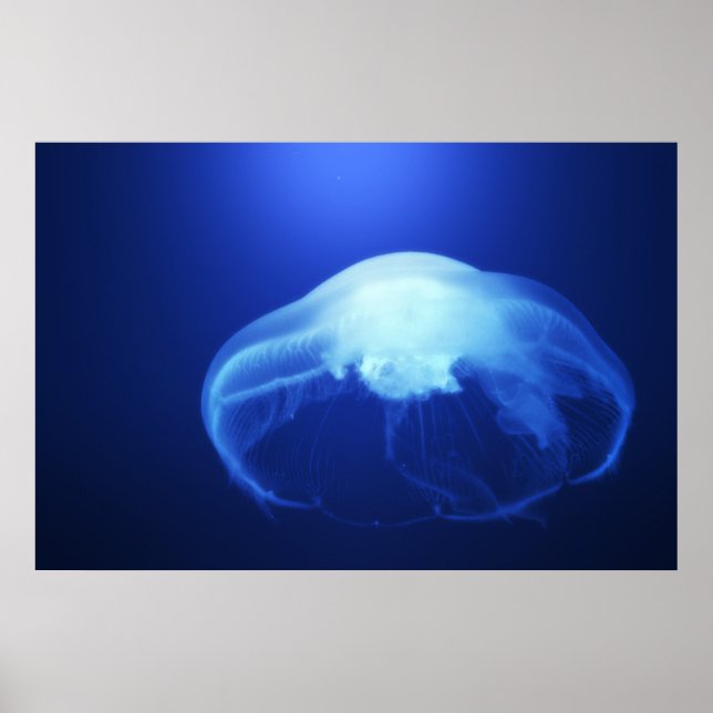 Medusa 2 poster (Vorne)