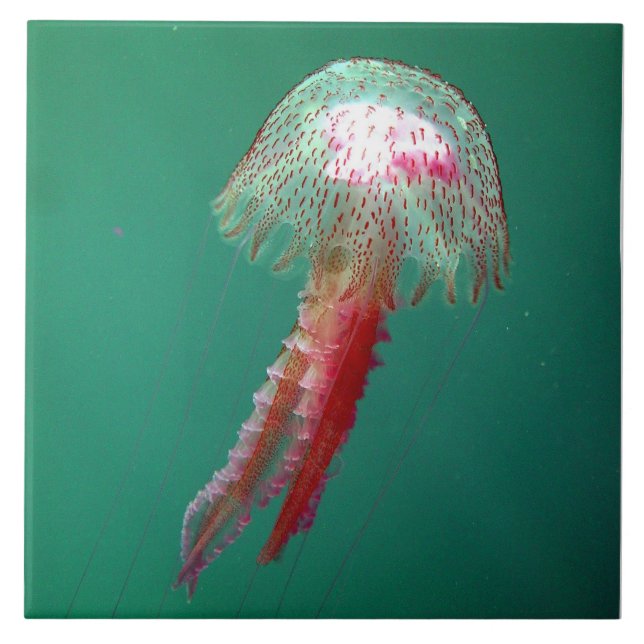 Medusa-Quallen-Fliese Fliese (Vorderseite)