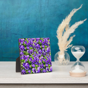 Meer der Stille: Das wunderschöne Lila Pansy-Feld Fotoplatte