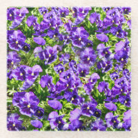 Meer der Stille: Das wunderschöne Lila Pansy-Feld