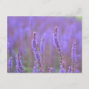 Meer der violetten Blumen bei RHS Wisley Feiertagspostkarte