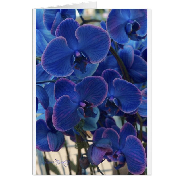 MEER DES BLAUS (Vorne)