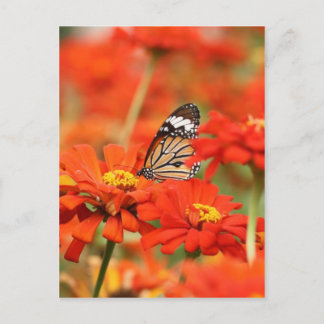 Meer des Rotes Postkarte