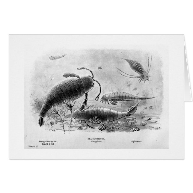 Meer-Skorpione Kunstkarte (Vorderseite (Horizontal))