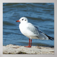 Meer, Wasser, Möwen, Vögel, Reisen, Blau, Himmel,