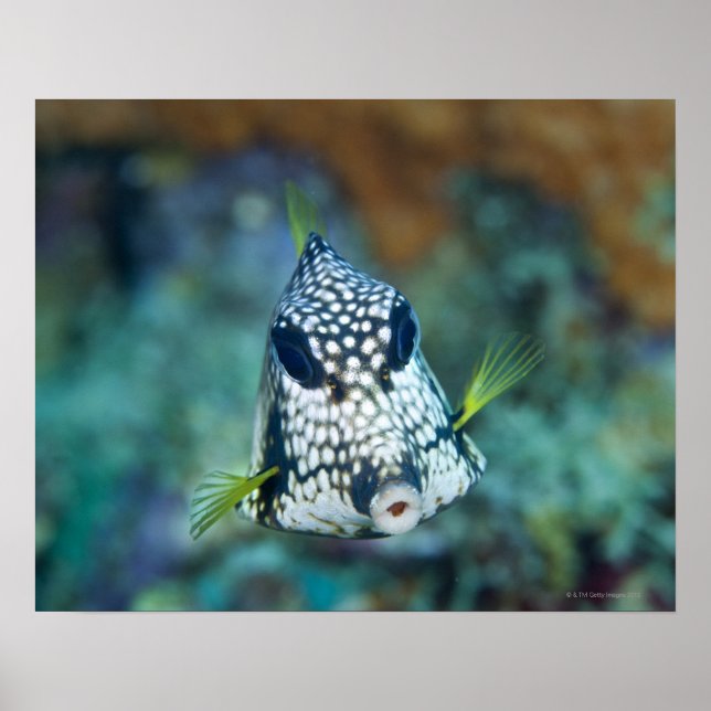 Meerblick (Lactophrys) Poster (Vorne)