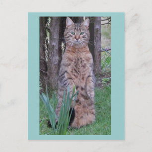 Meercat Cat Postcard Postkarte