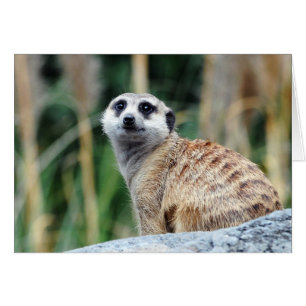 Meercat Karte