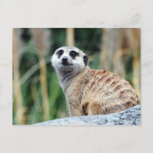 Meercat Postcard Postkarte