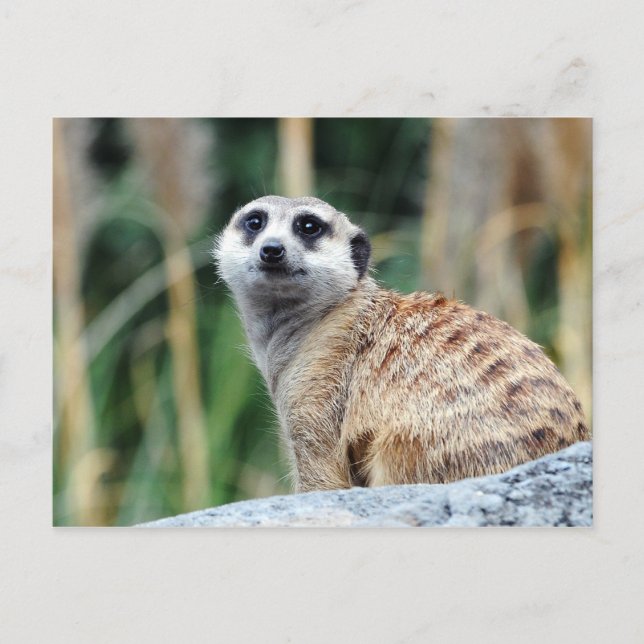 Meercat Postcard Postkarte (Vorderseite)