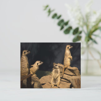 Meercat Postkarte